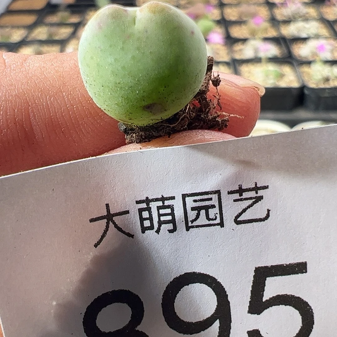 一物一拍正版白花大枪。   895