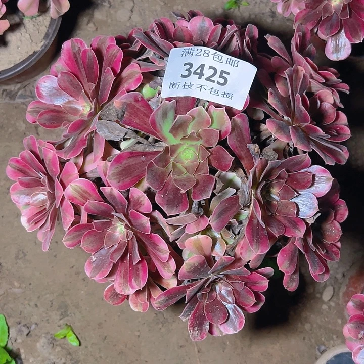 一***好3425美杜莎多肉植物