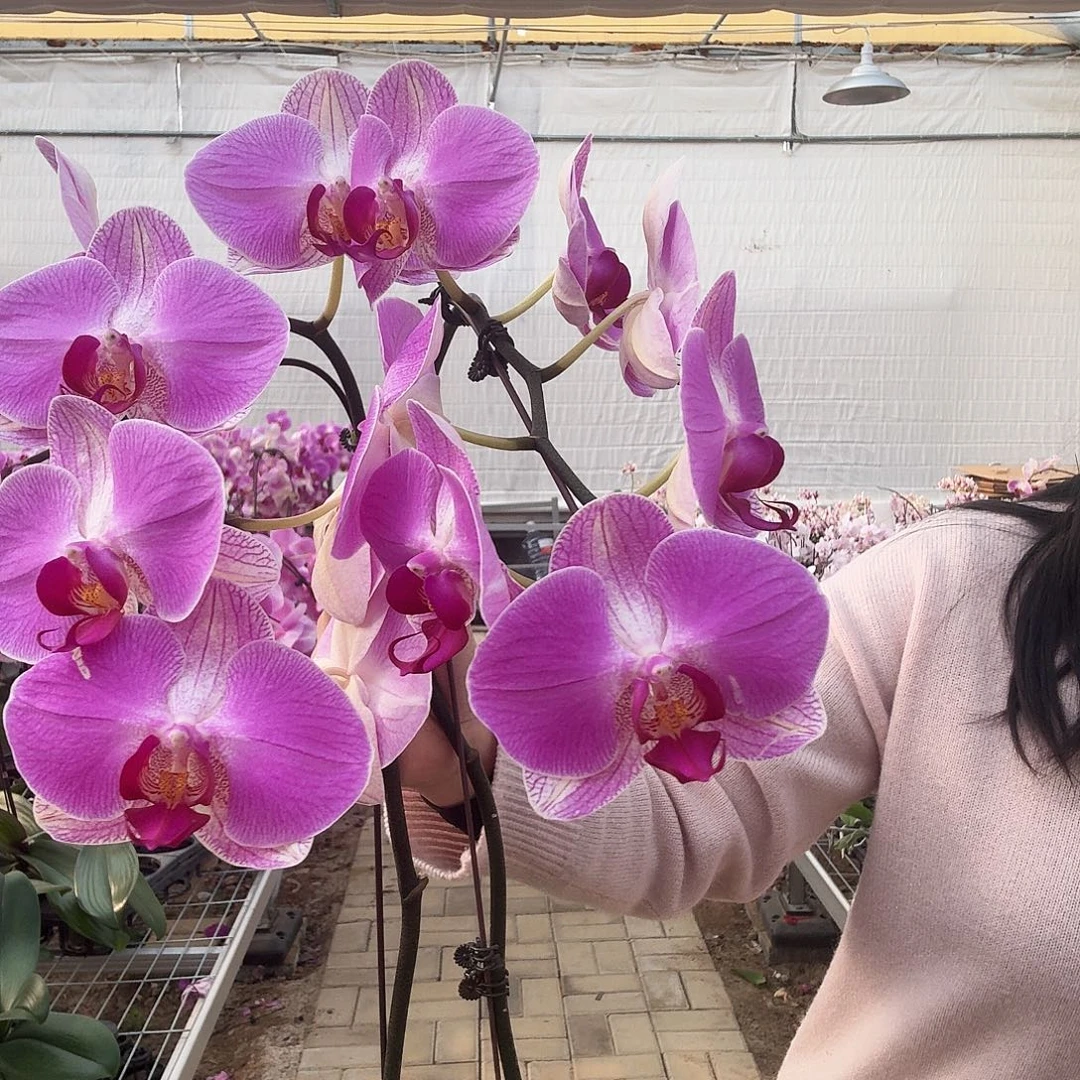 完全开放情人2号一颗3.0寸瑕疵福利