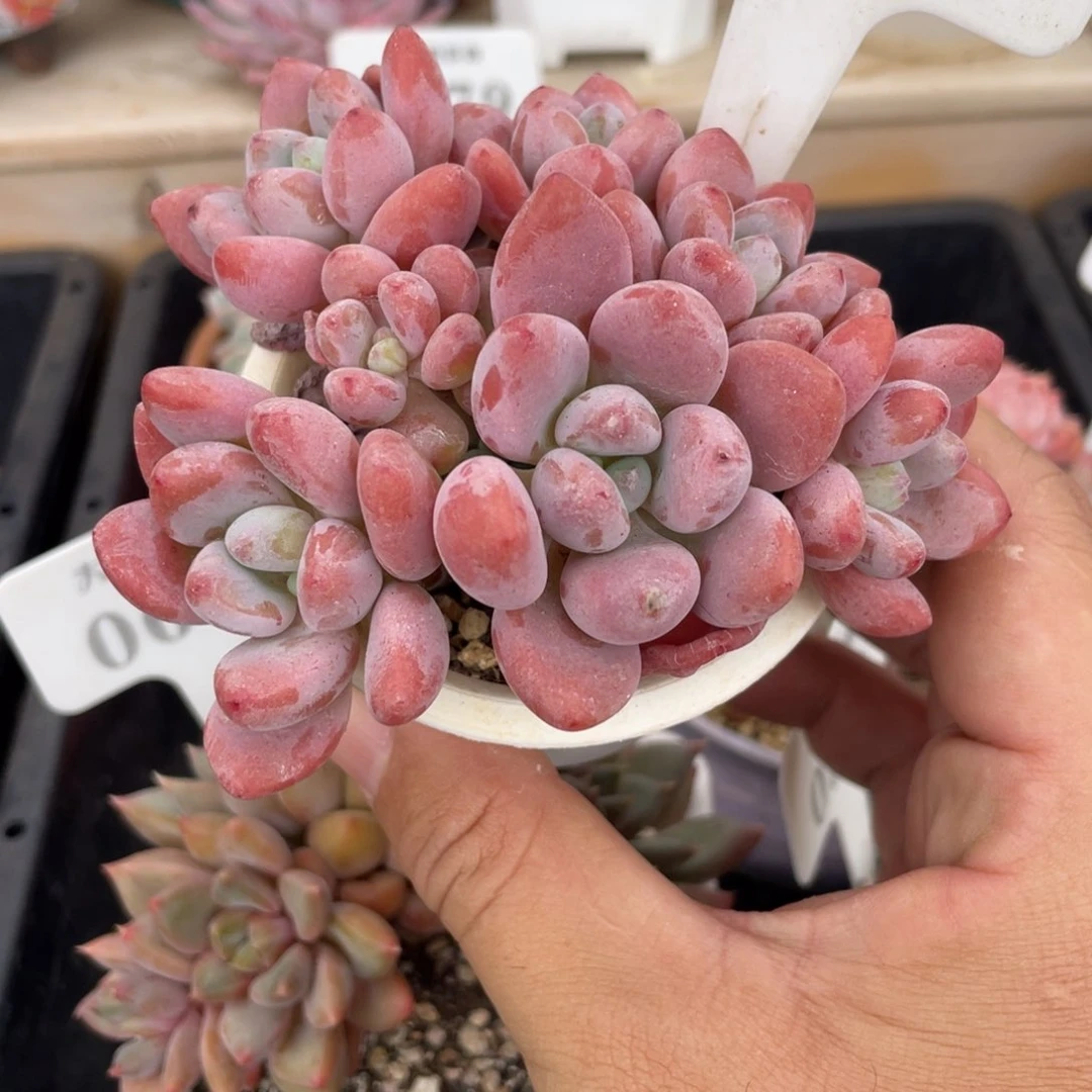 0295洛神不带盆10厘米