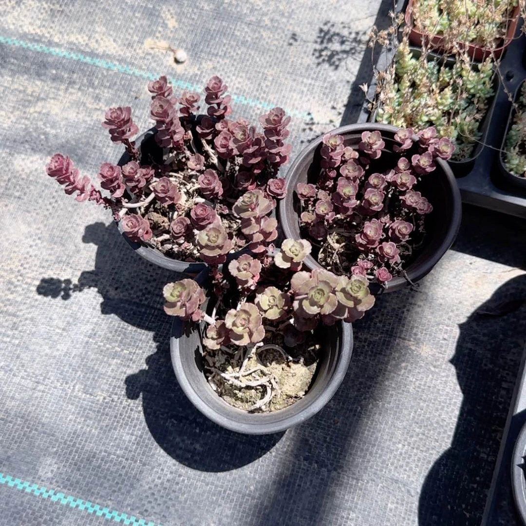 无花朵小球玫瑰三盆9.9特价