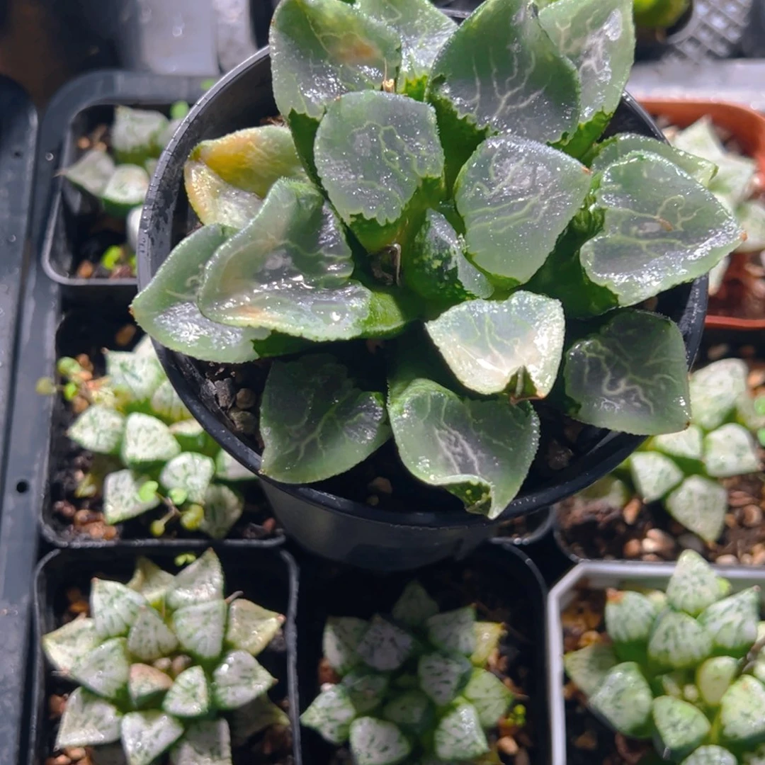 沁影克玉露多肉母本玉露多肉