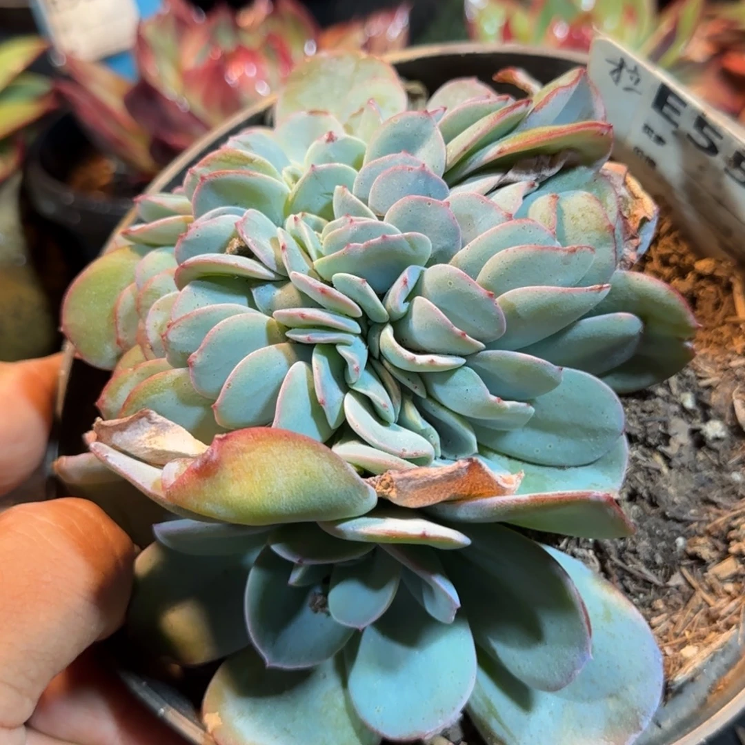 布鲁兰缀558 惊鸿一物一拍包装收缩花旱