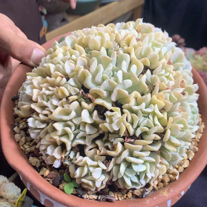 特玉莲啊啊啊啊啊啊