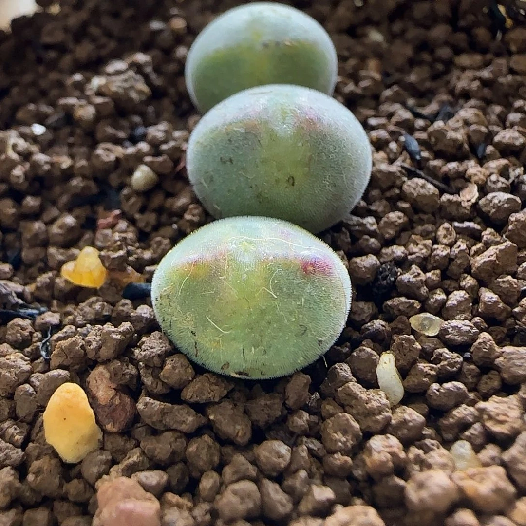 矮胖大眼空蝉3颗裸根发货