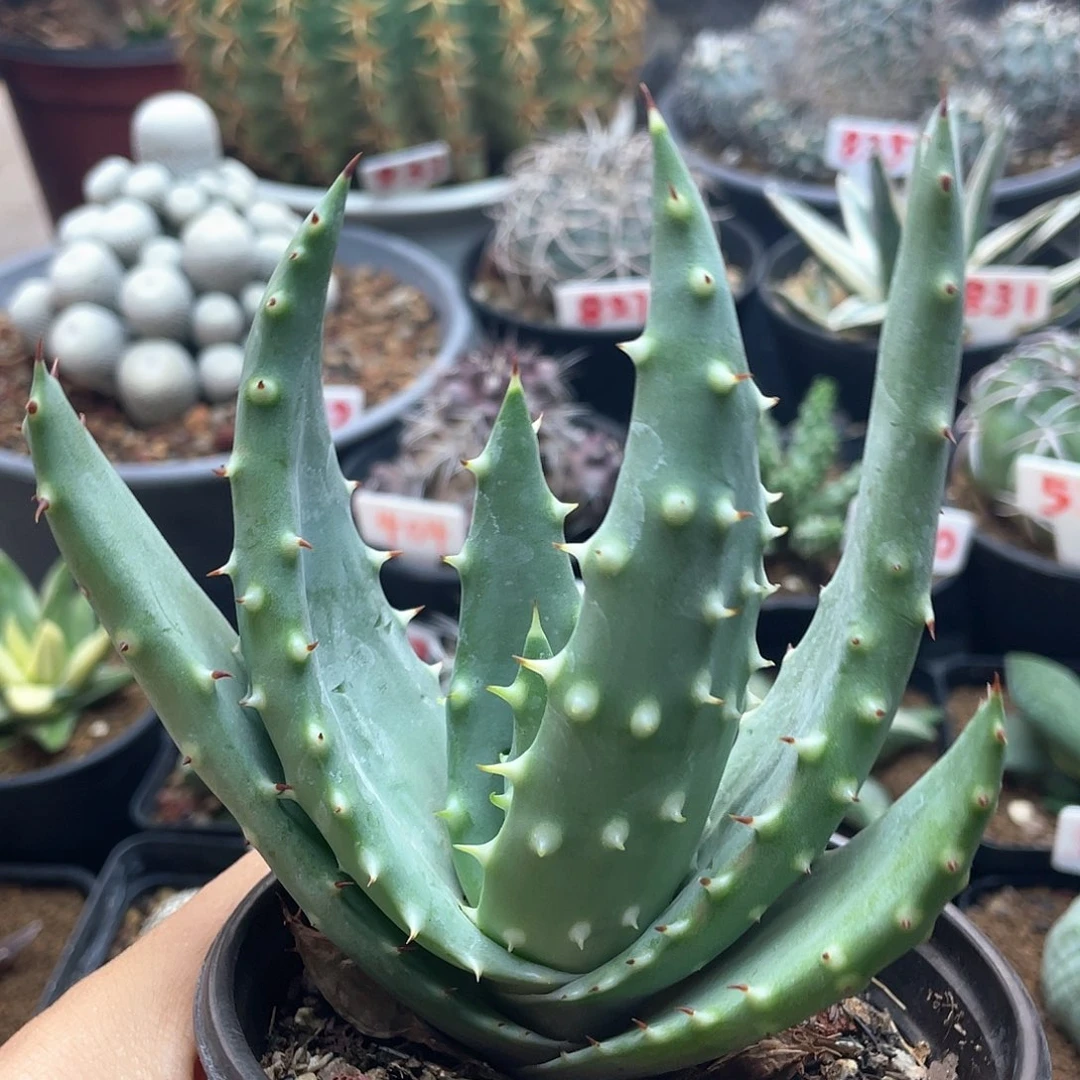 实生王刺锦芦荟仙人球