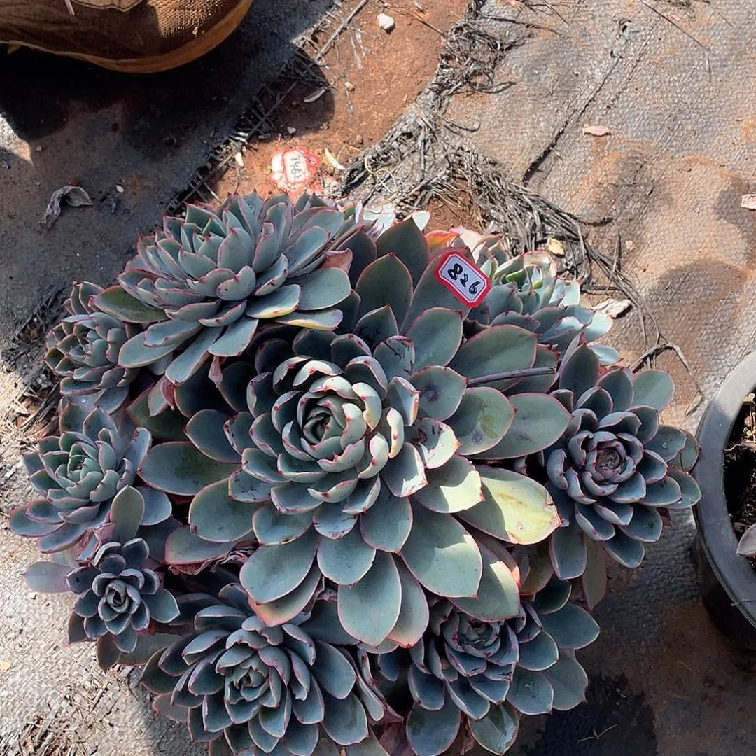 826赫拉 一物一拍多肉