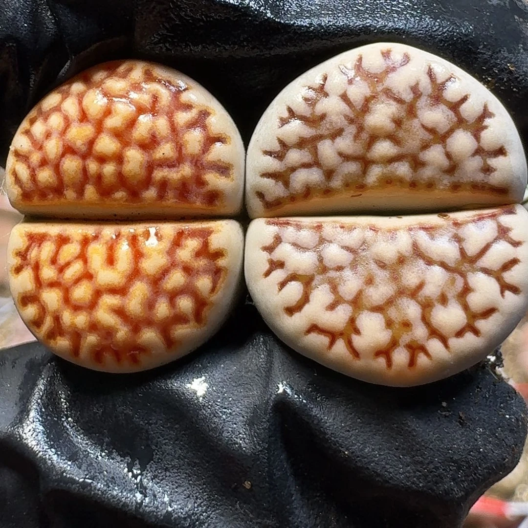 生石花11111。  109