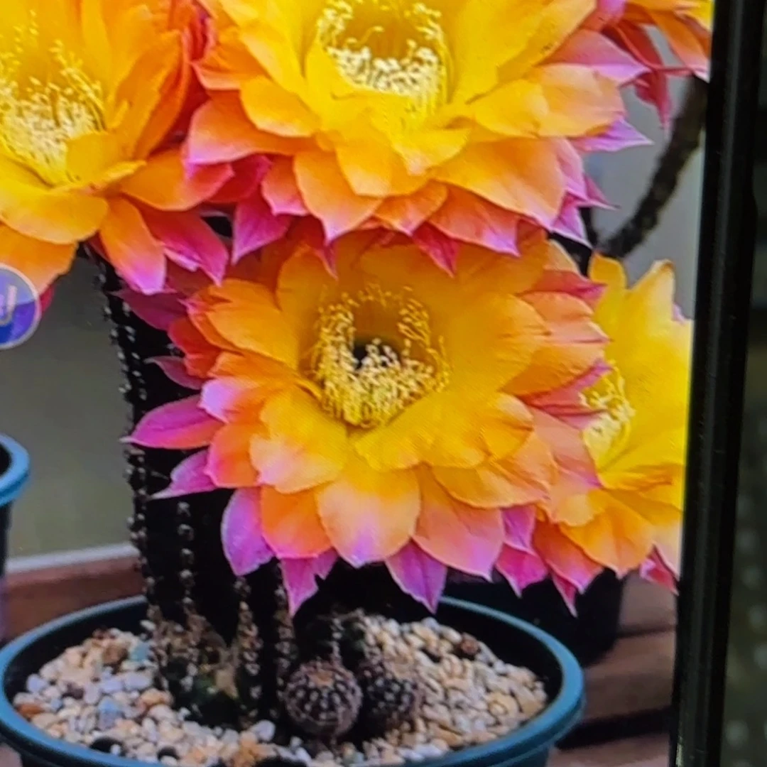 激流彩侧牙20包邮仙人球3