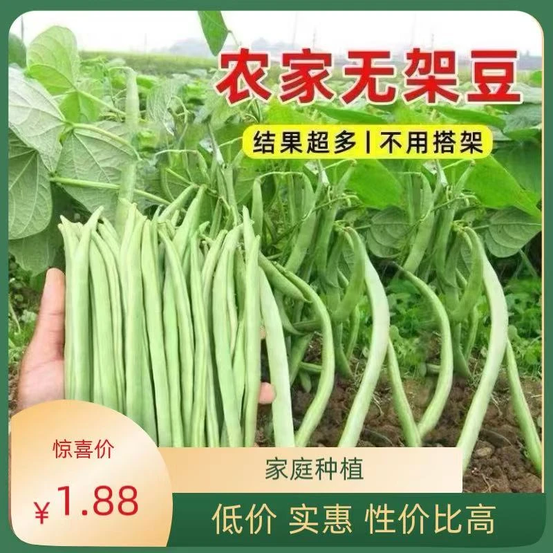 无筋地豆四季豆种子矮生不搭架子早熟高产易种可盆栽蔬菜芸豆四季