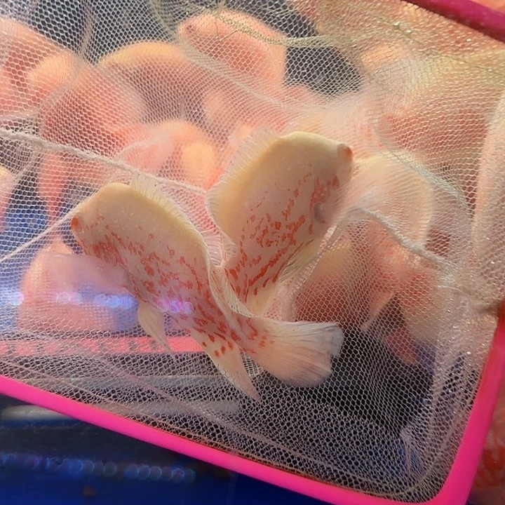 臭***王海水啊啊啊啊啊啊啊啊啊我