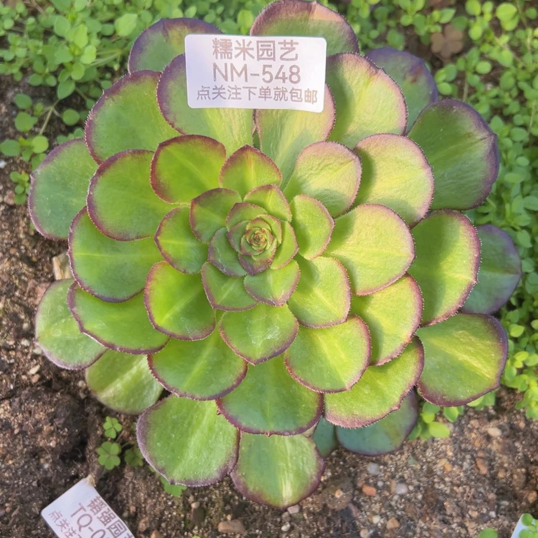 海王七彩中班多肉植物548