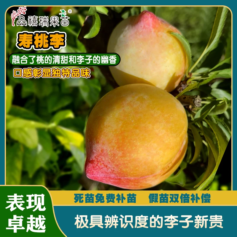 寿桃李/颜值和口感双优/拍下送日本红杏梅、血玉桃和三年生龙花梨