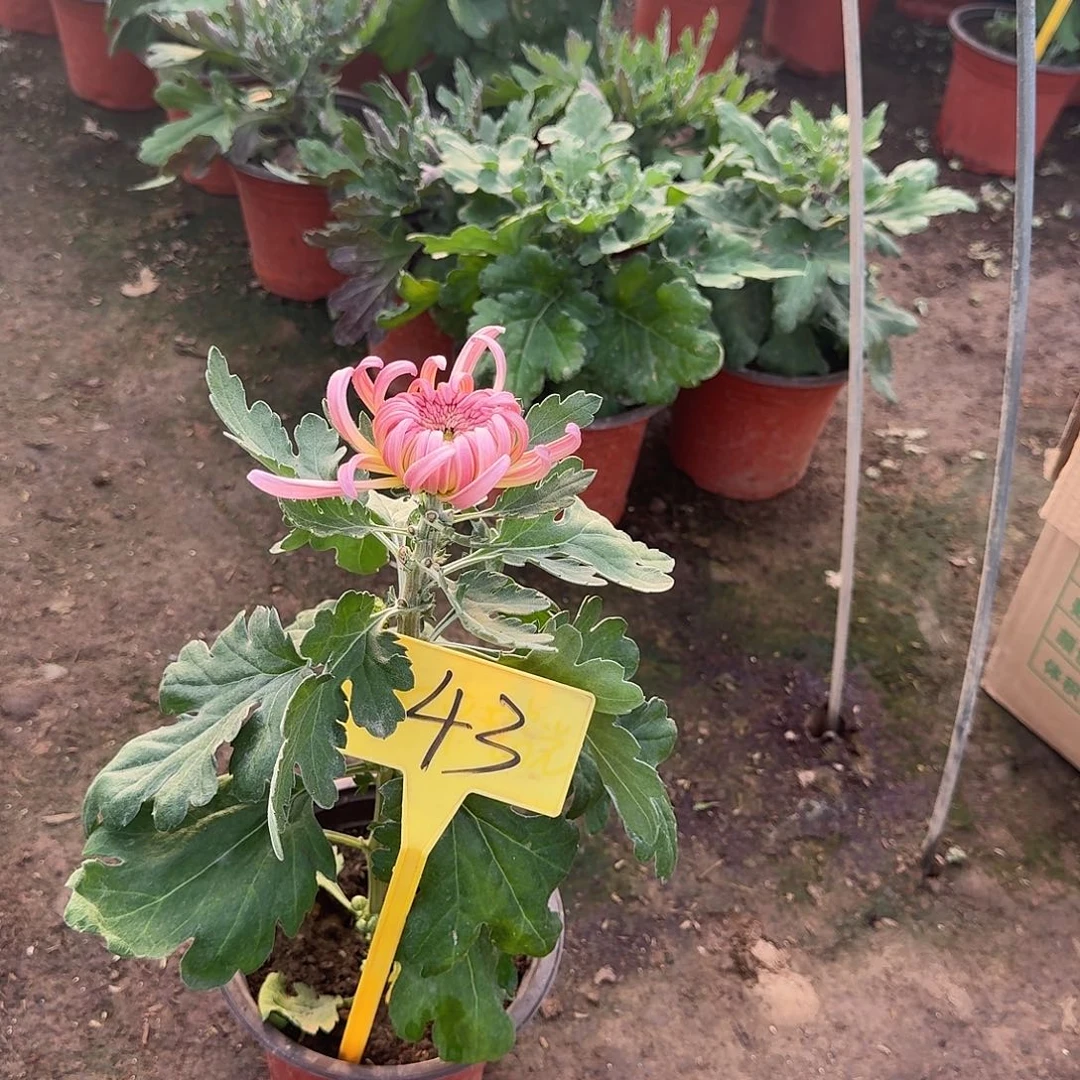 *****大部分花苞少量开放43泰然