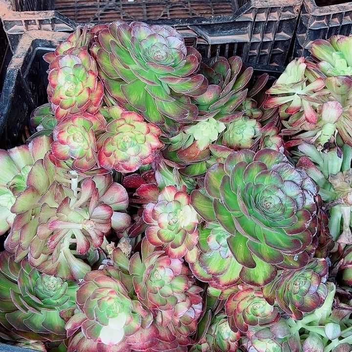 海王七彩多肉植物大战