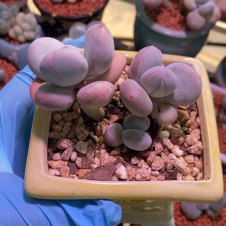 日系黄金鸡蛋奶酪多肉