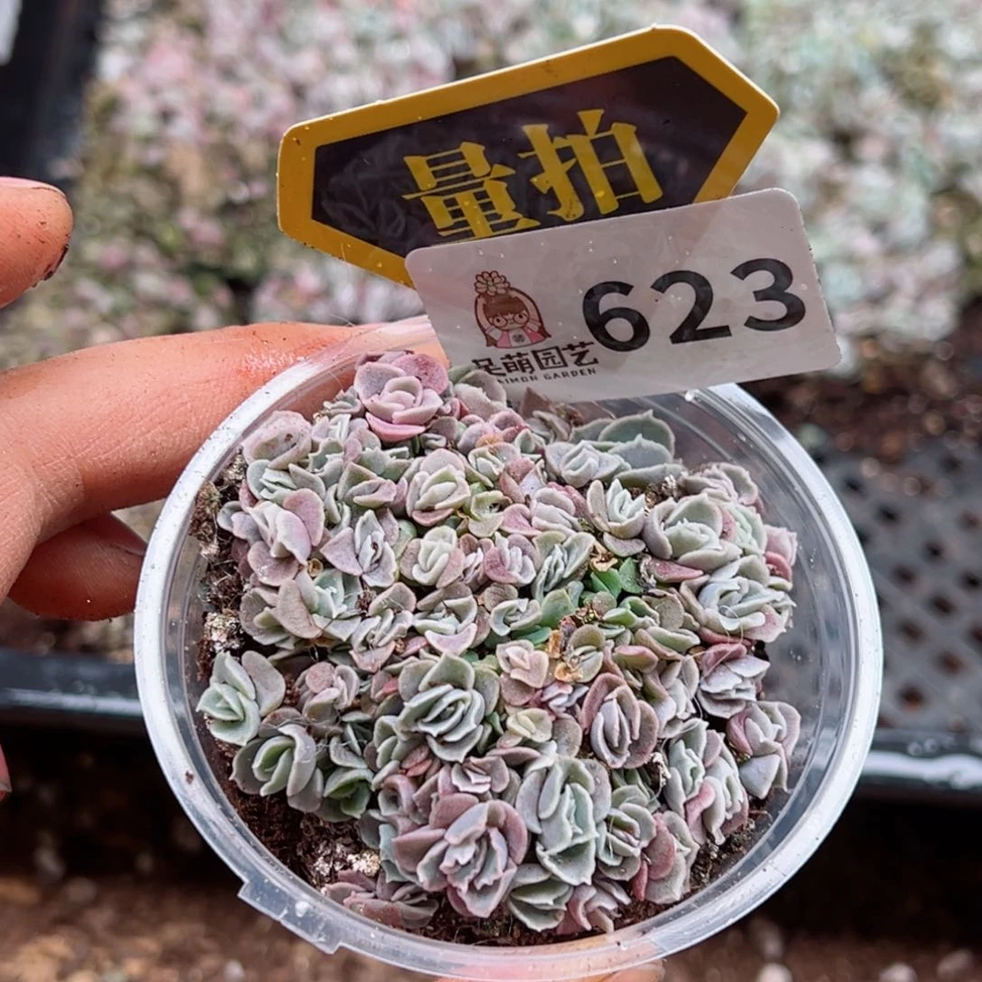 多肉植物多肉植物