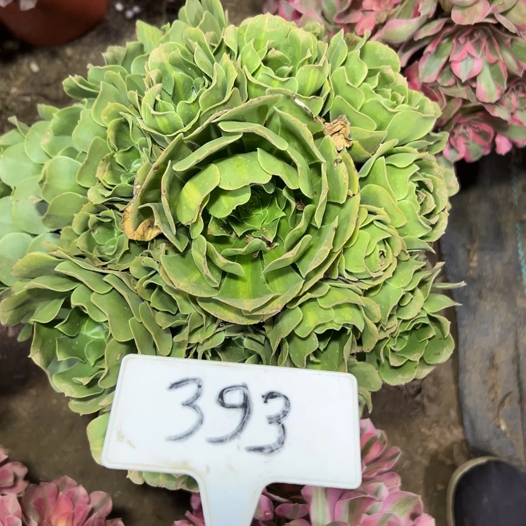 多肉植物翡翠法师393