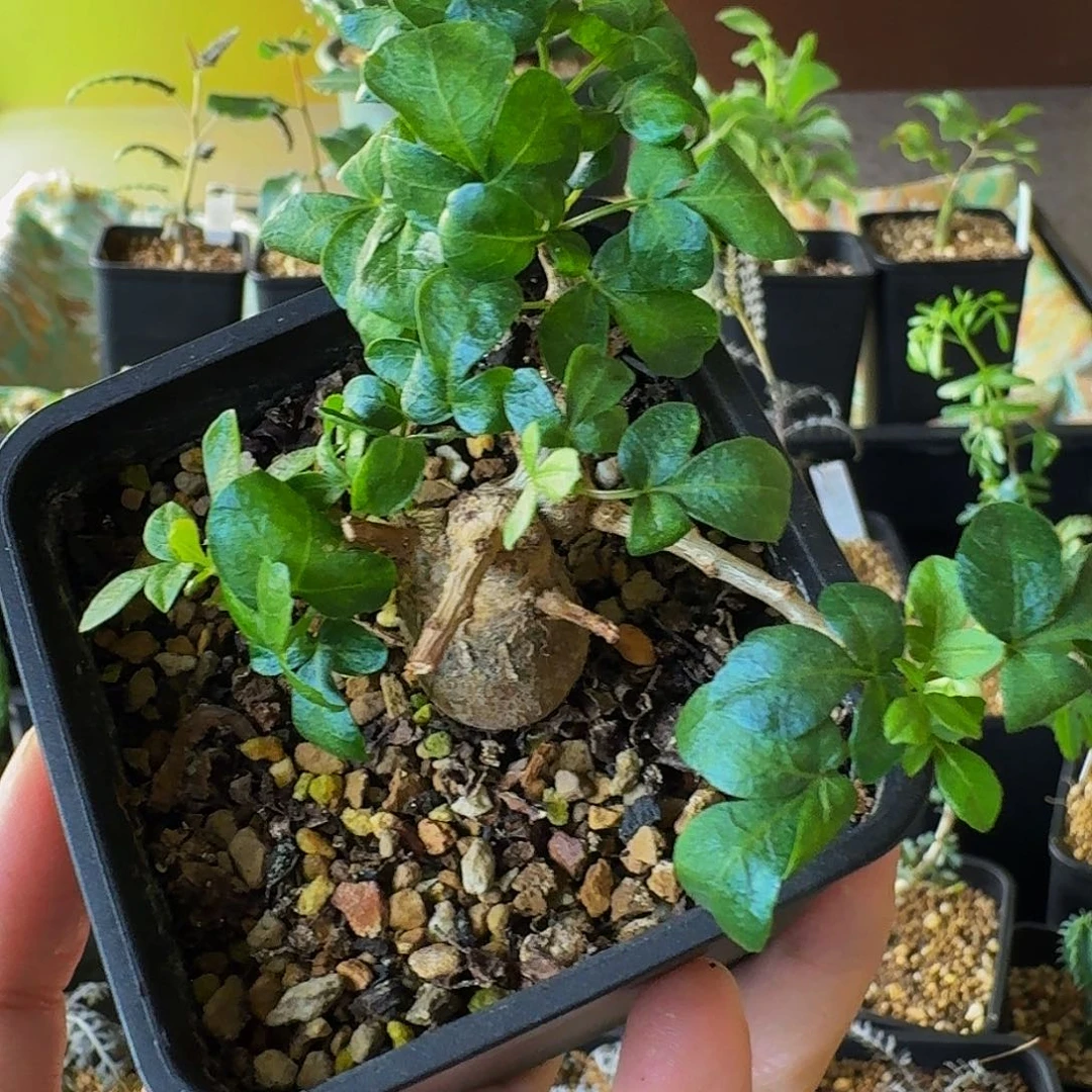 爱***子实生念珠橄榄顺丰空运包邮明年春发货