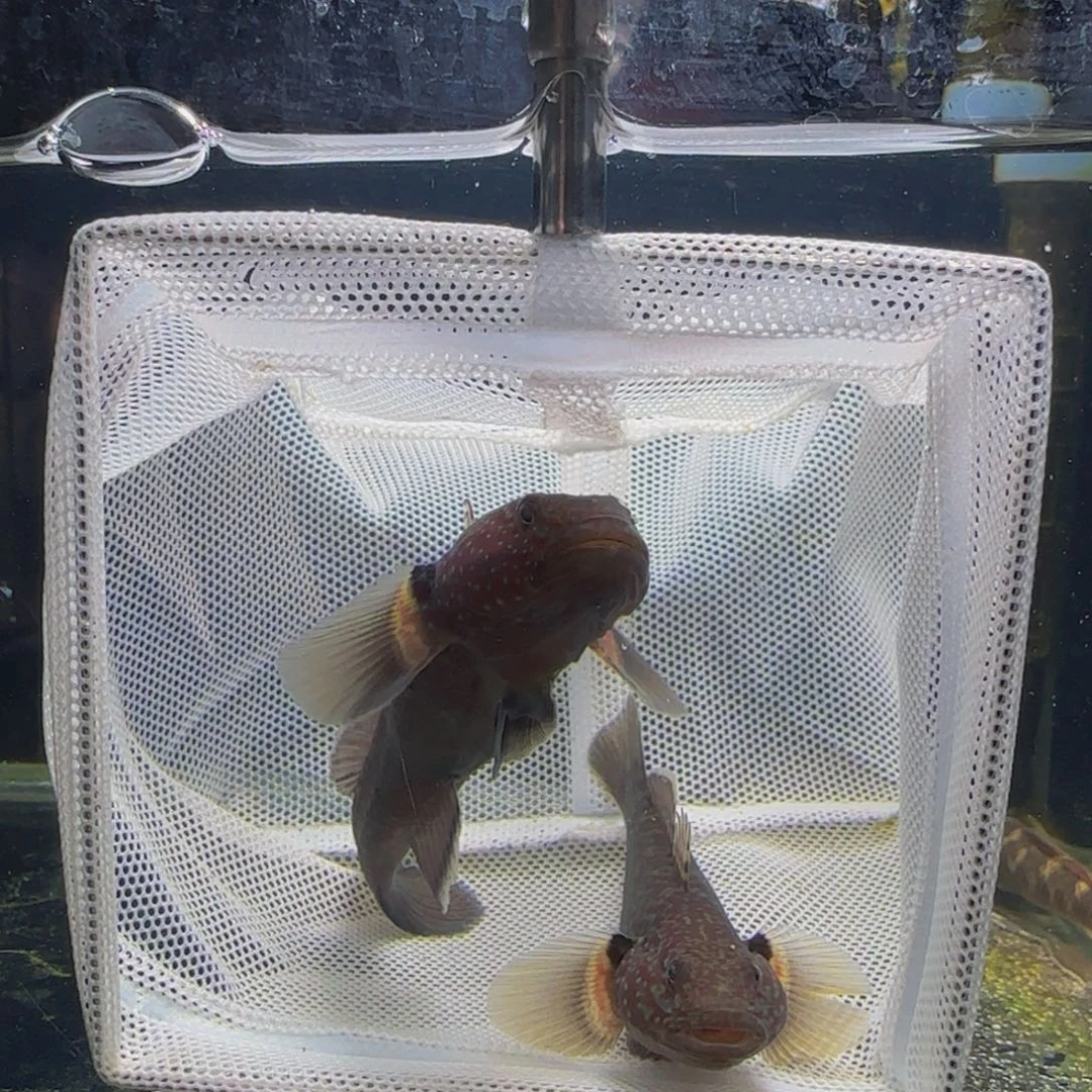 狮头鱼短棘7-8一对