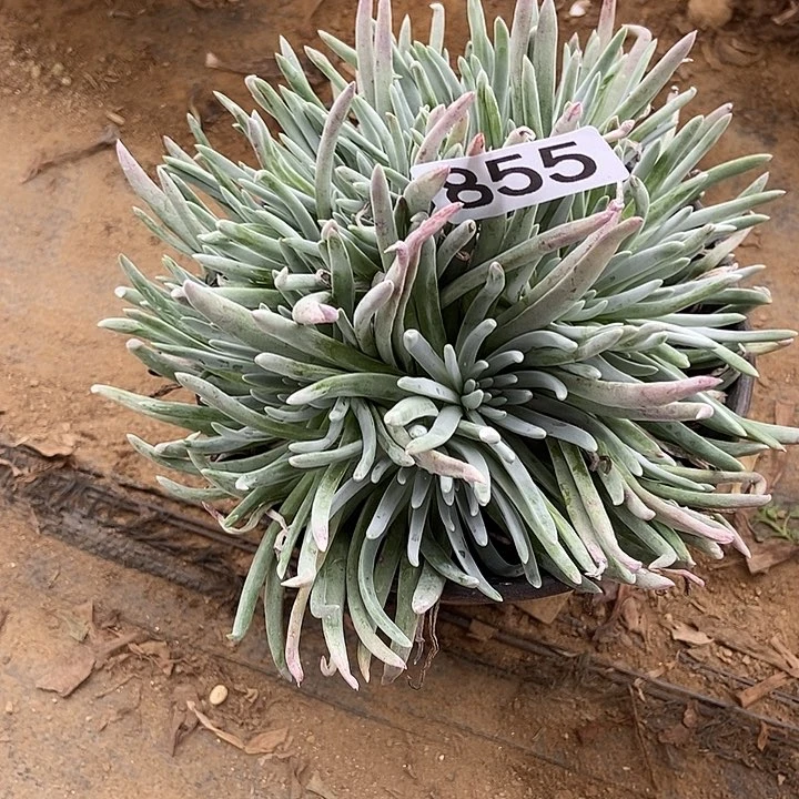 爱杜丽丝855多肉不包断