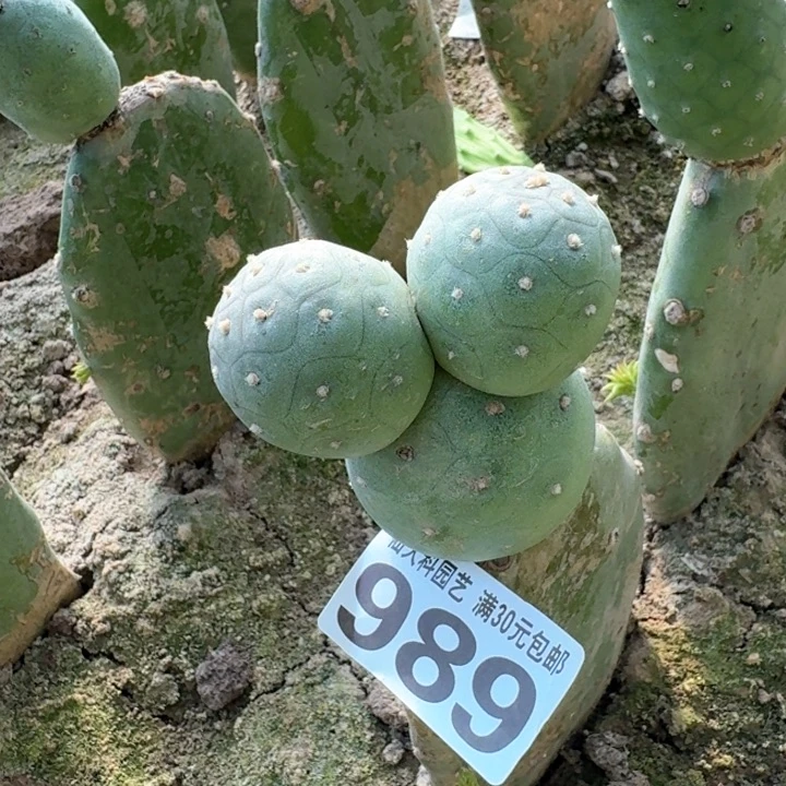 989白皮龙蛋习仙人球