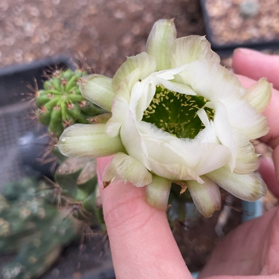 新品白花绿喉侧芽一个