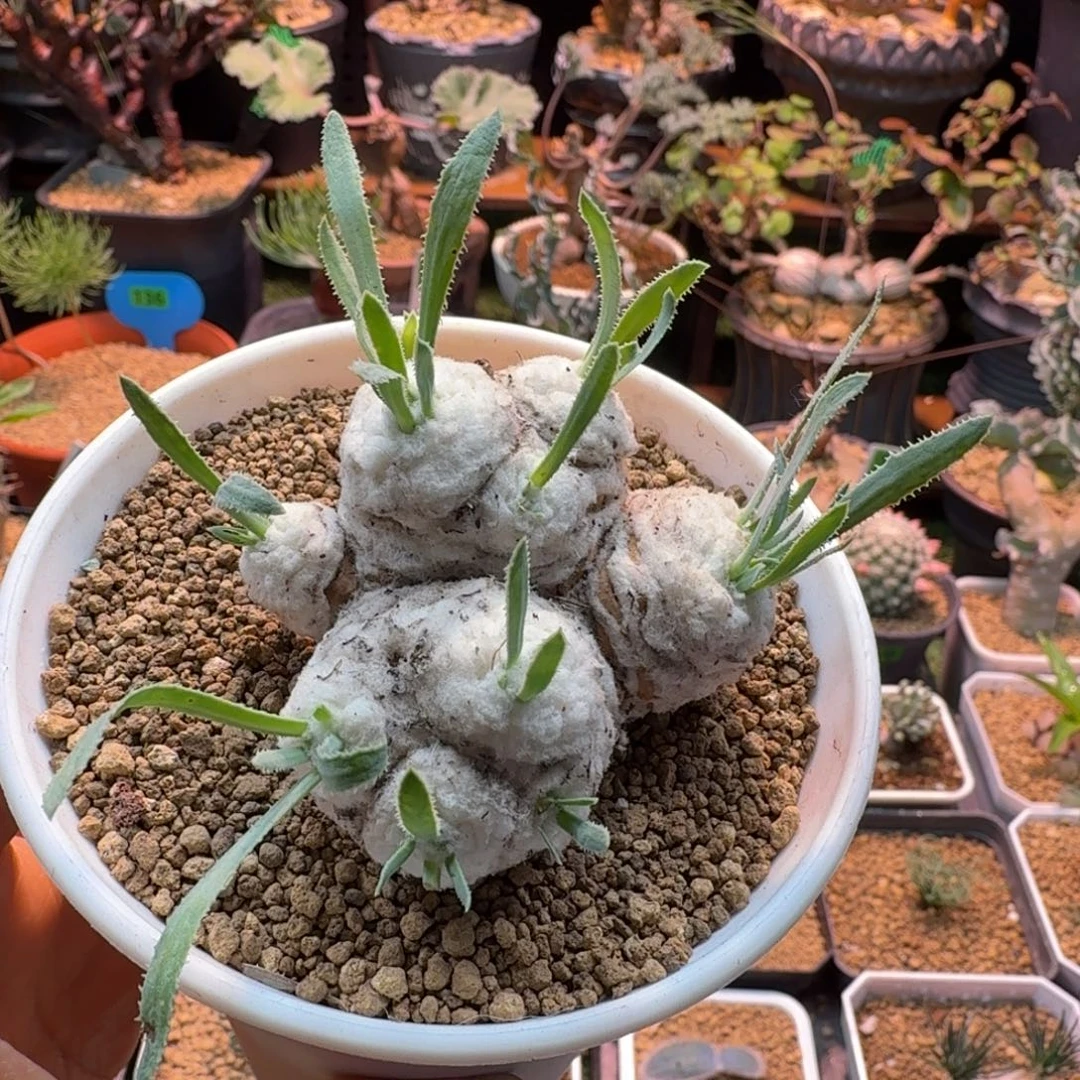 刨花厚墩菊103 仙人球