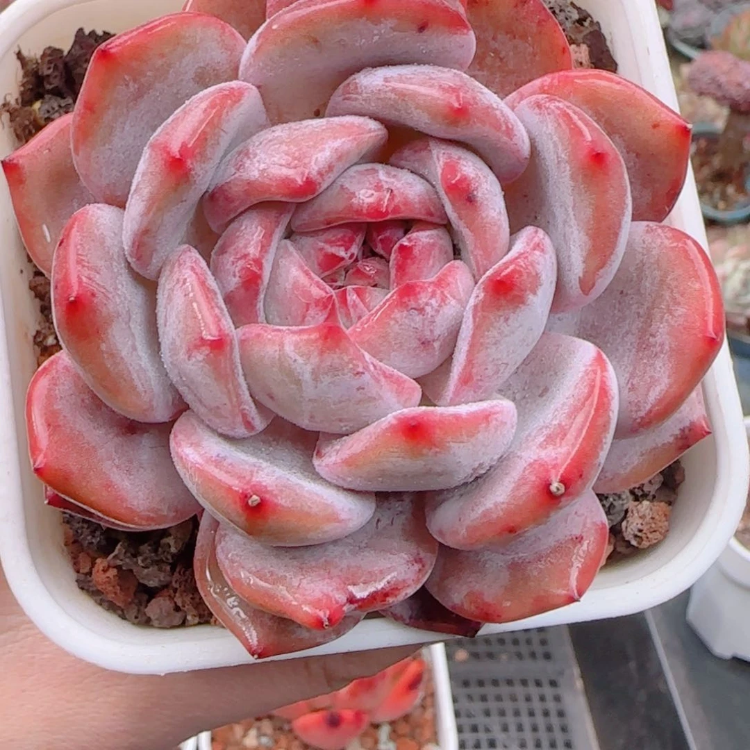 多肉植物5385……………