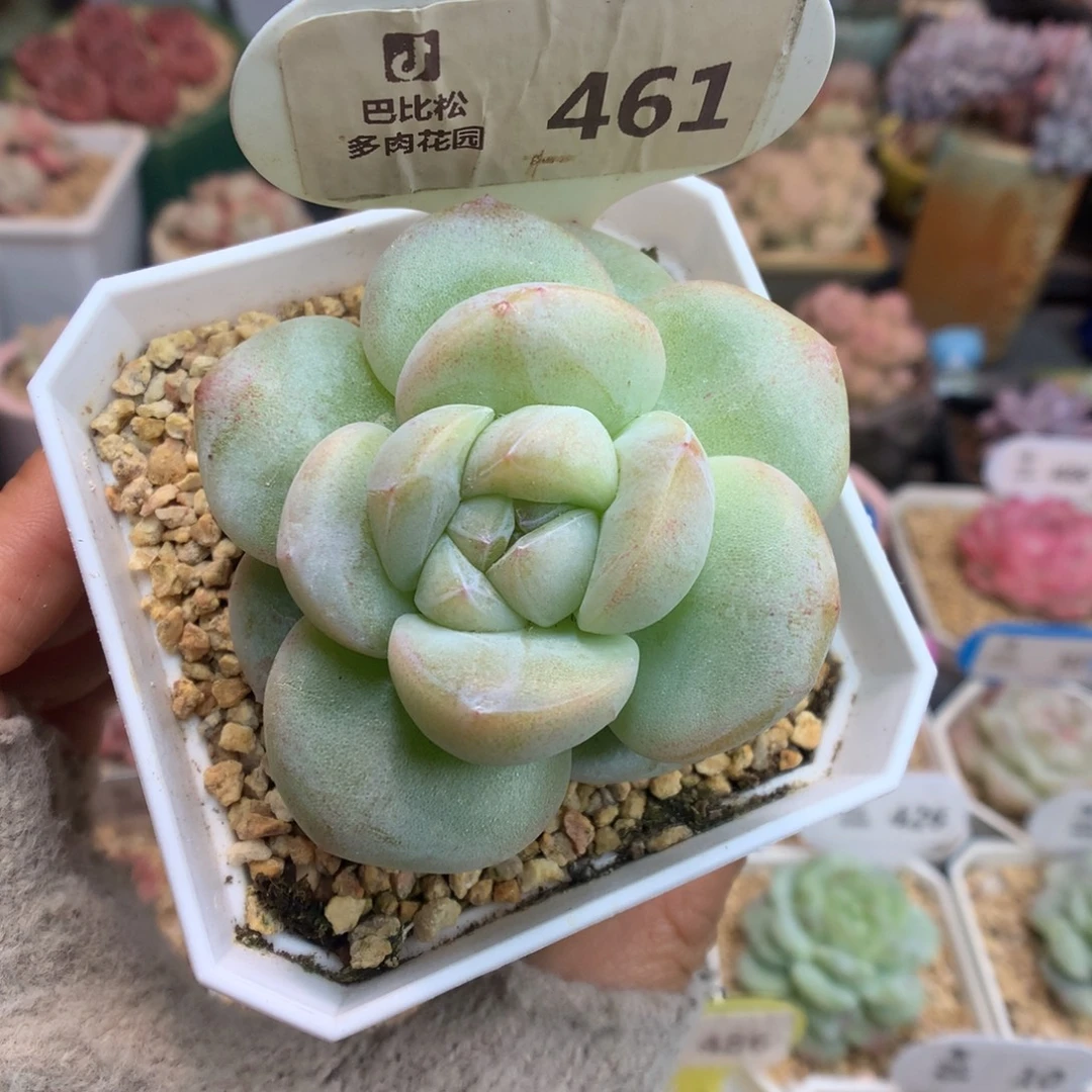 461冰玉石化多肉植物