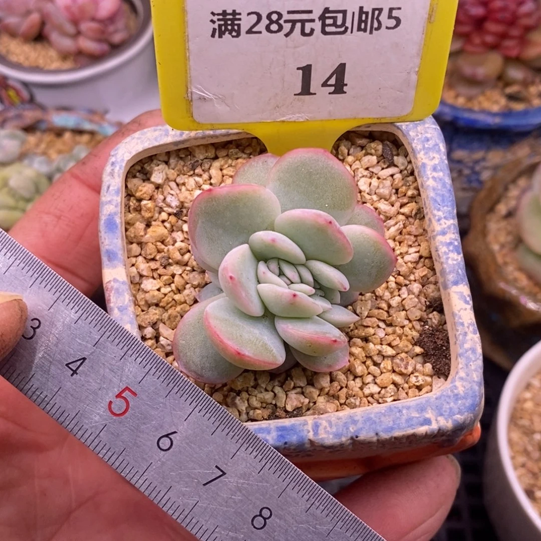 514泡芙缀化多肉…………