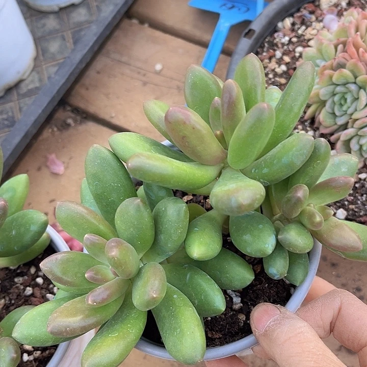 芒果奶15188多肉植物