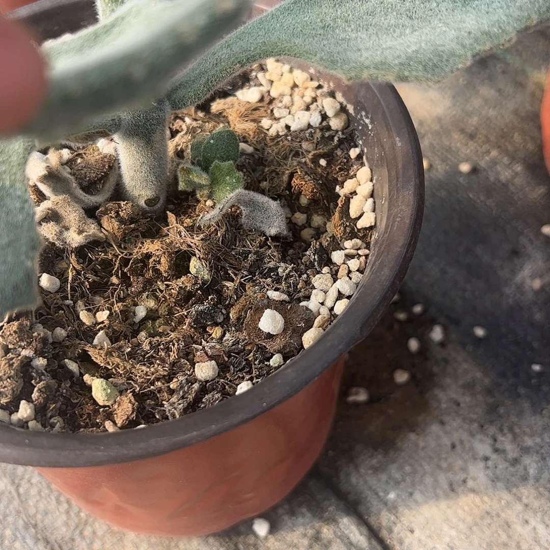 盧****多肉植物土多肉植物