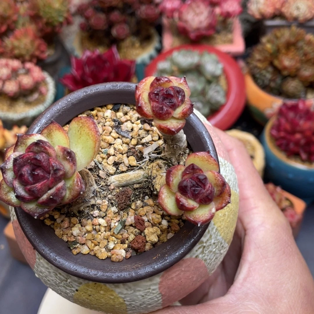 高桩溜溜球三头老桩