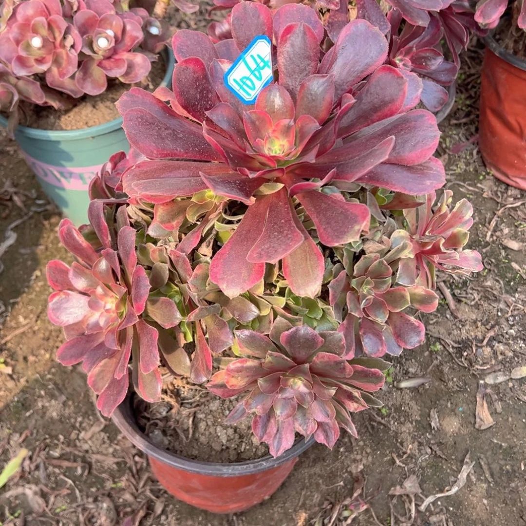 多肉植物蒙娜丽莎1064