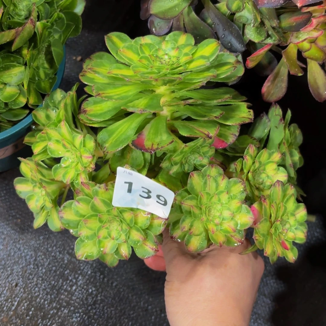 139多肉植物知否无根