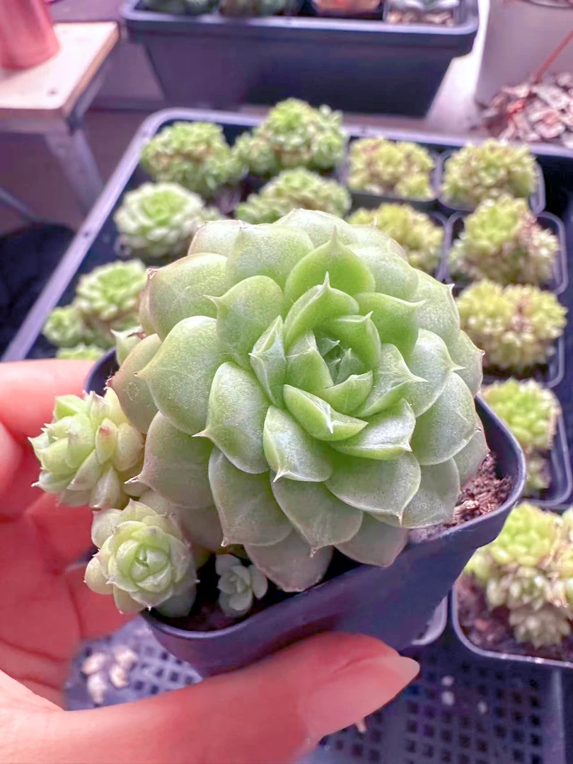 暗纹麦秆 多肉植物 （满9.9元包邮发货）