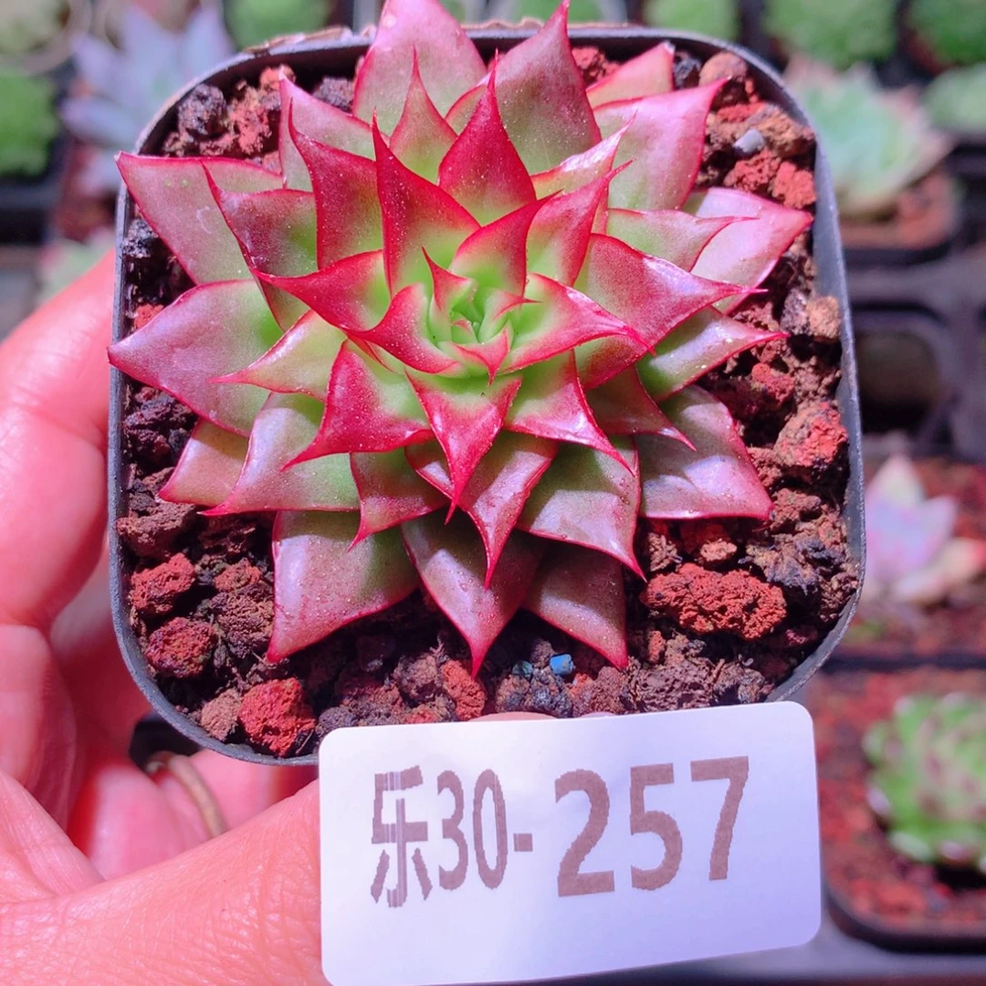 乐然30-257 小海螺