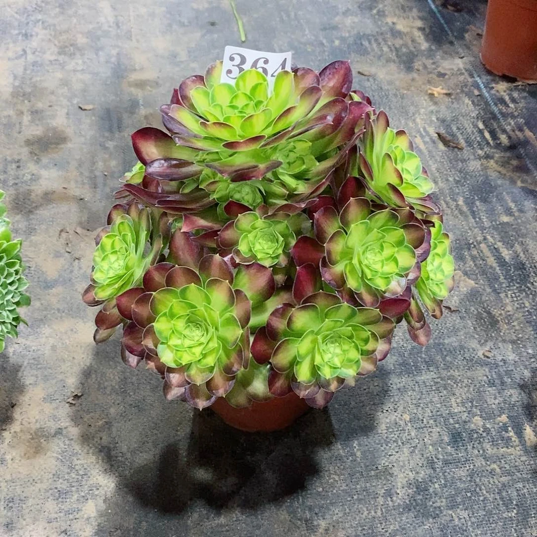 韶华364多肉法师植物