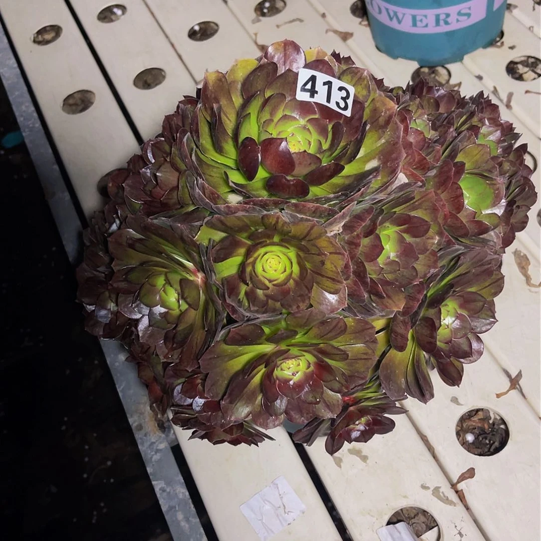 法师法师3–6包邮法师