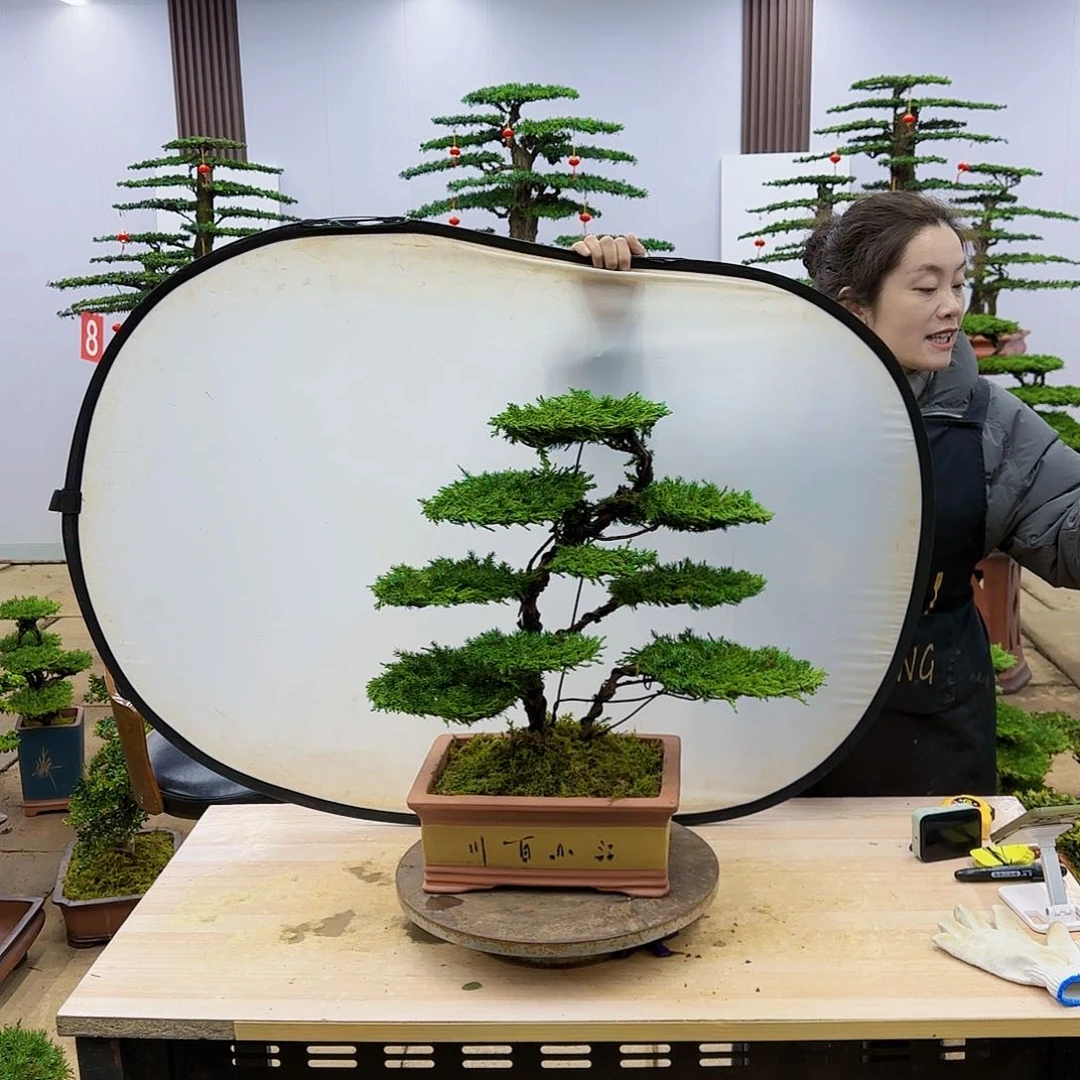 盆景直播间一物一拍