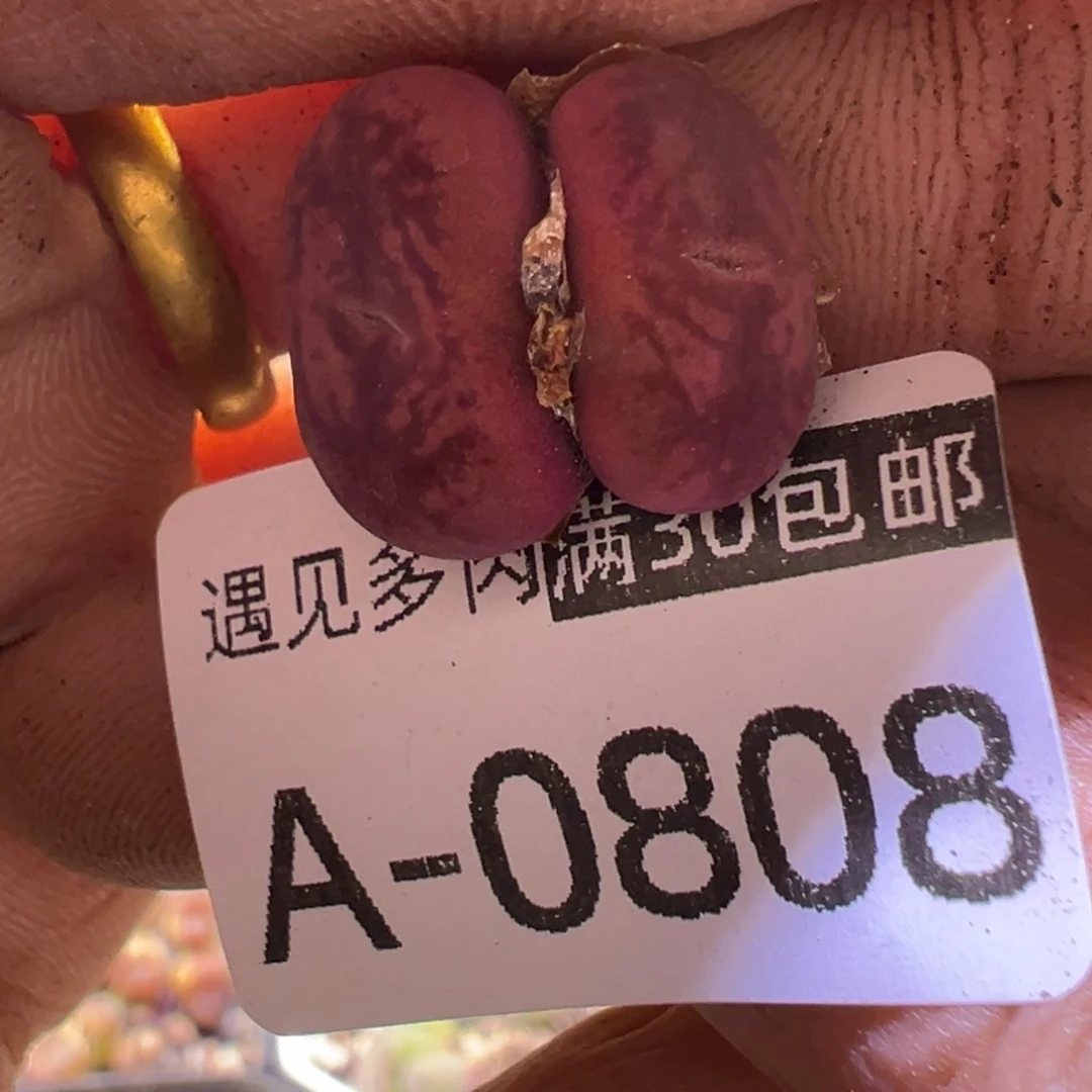 多肉植物111111111111111