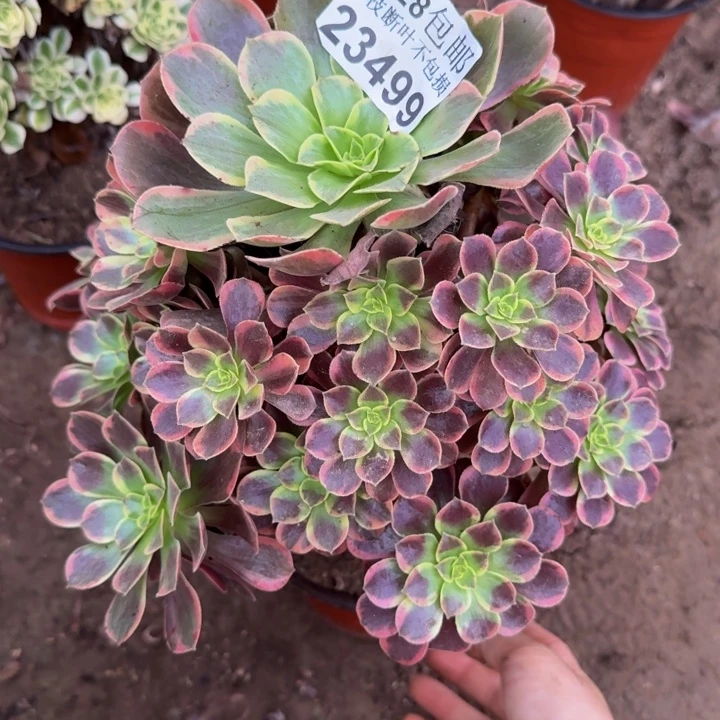 23499金丝雀多肉植物