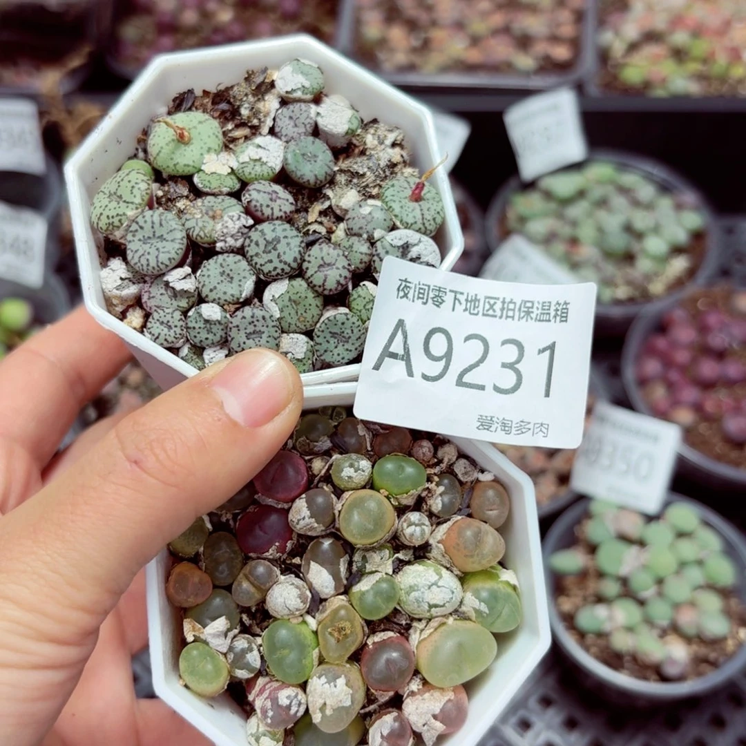 9231–—零下地区需拍保温箱