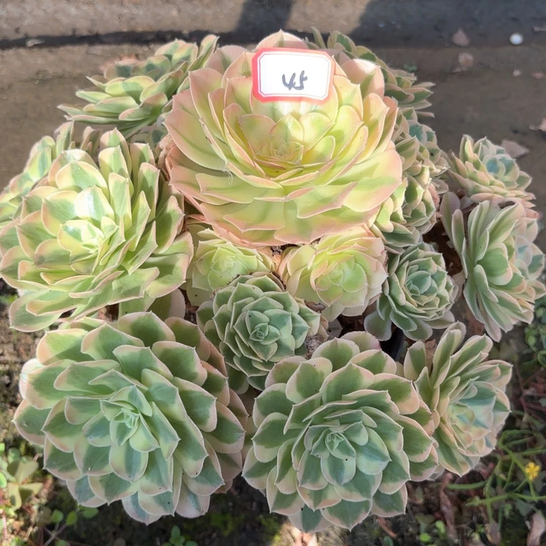 全部花朵45玉滋多肉植物