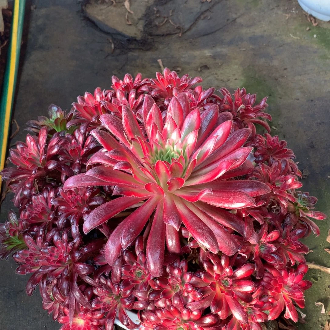 朱雀捧花，多肉植物