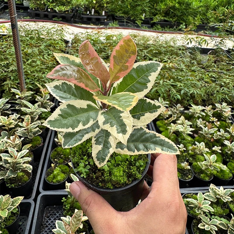 花叶紫金牛盆栽花卉花叶络石锦栽大地盆绣牛绿色阳台植物开花结果
