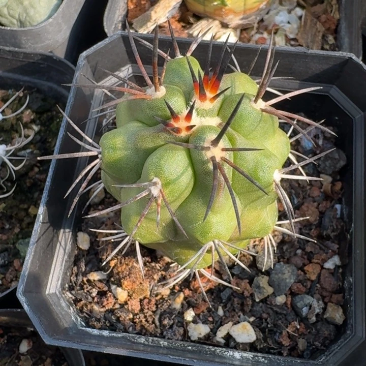 阎罗玉实生仙人球