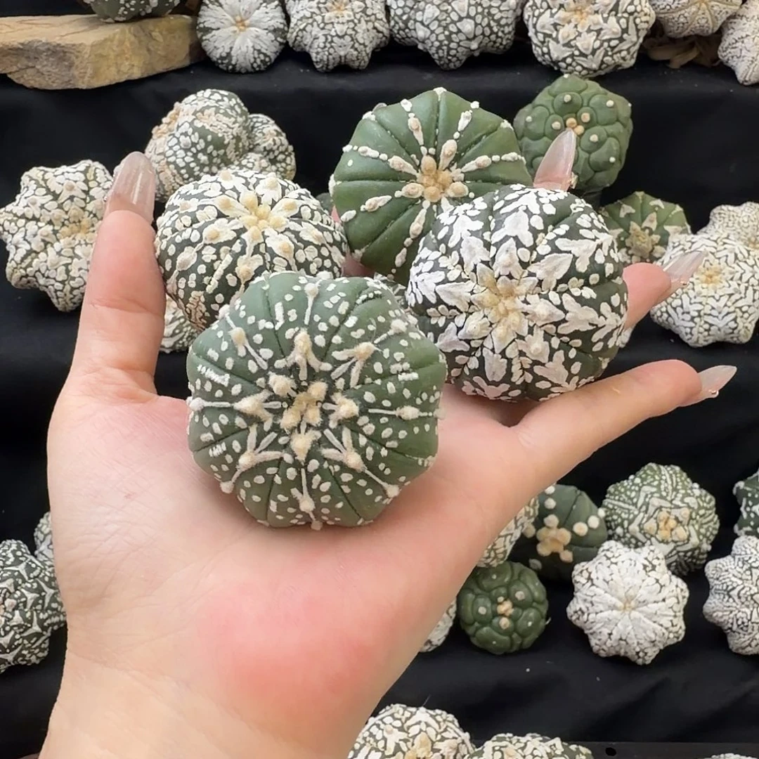 泰兜瑕疵满58包邮福利8号