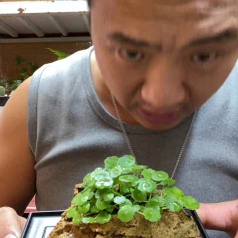 红陶一物一拍所见即所得27